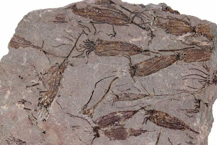 Eocrinoid (Ascocystites) Mortality Plate - Ordovician #271199